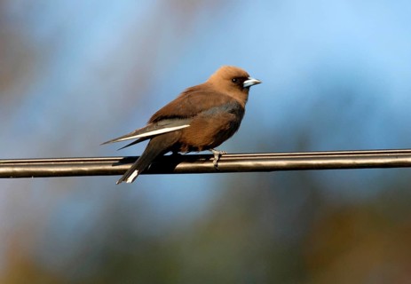 Dusky Woodswallow