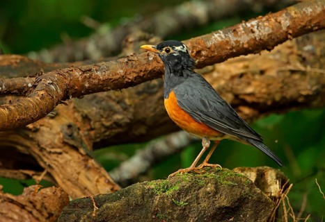 Black-breasted Thrush