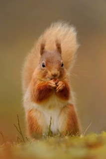 Eurasian red eurasian red squirrel