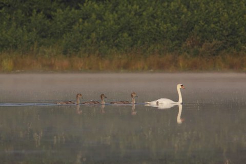 Mute Swan