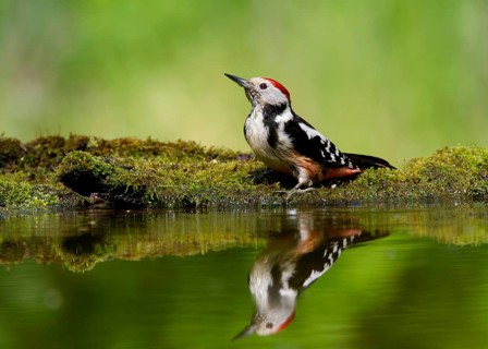 Middle Spotted Woodpecker