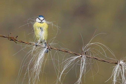 Blue Tit
