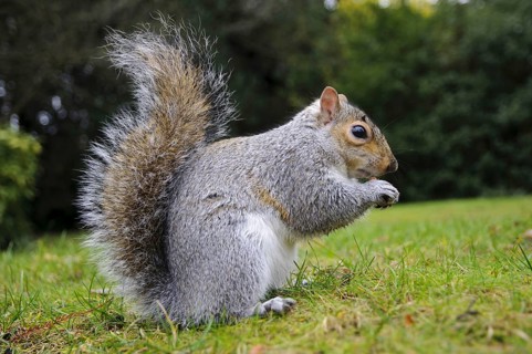 Eastern eastern gray squirrel