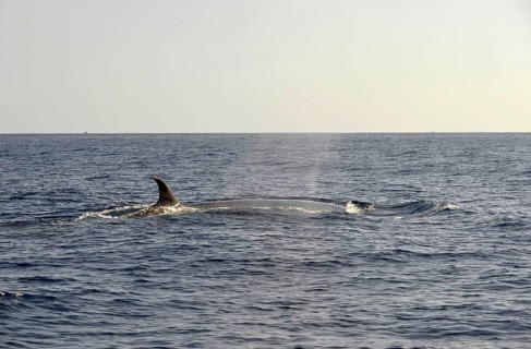 Sei Whale