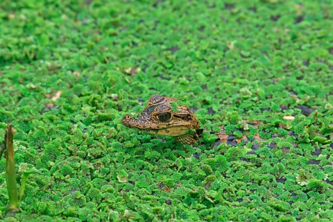 Spectacled caiman