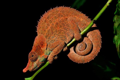 Cryptic Chameleon