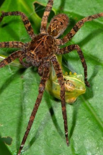 Ctenidaes