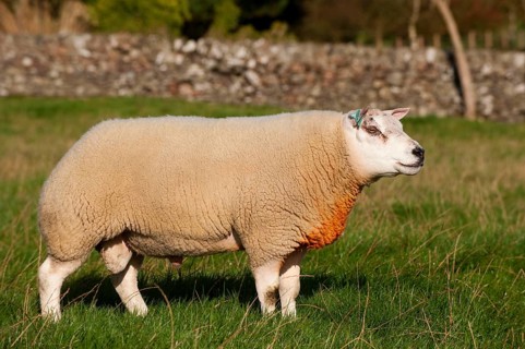 Domestic sheep