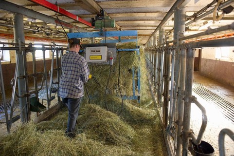 Dairy farmers spread silage in the milking parlour to feed the cows at the next milking