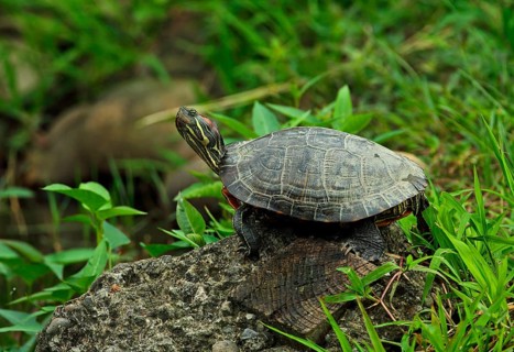 Scripta elegans