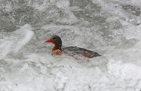 Torrent Duck