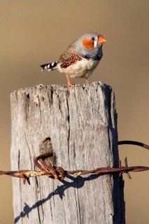 Zebra Finch