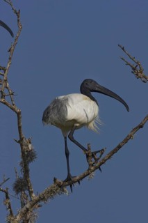 Black-headed Ibis