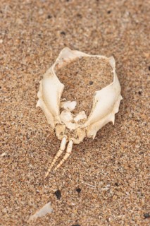 Masked crab