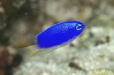 Neon Damselfish