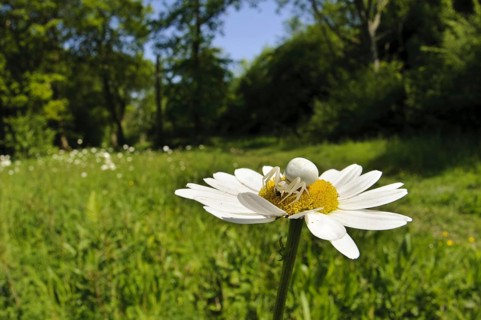 Goldenrod Crab Spider
