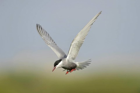Whiskered Tern