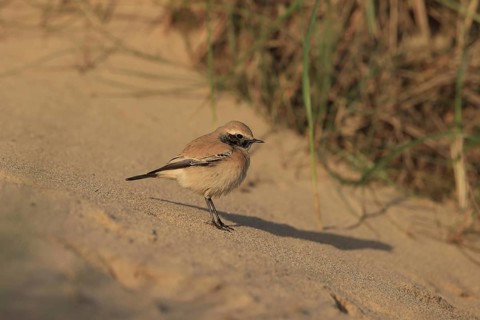 Desert Wheatear