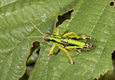 Alpine mountain grasshopper