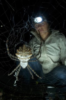 Argiope lobata