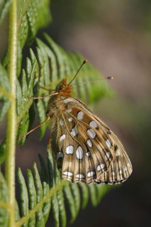 Dark green dark green fritillary