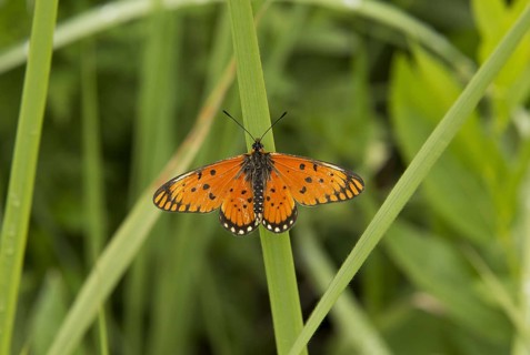 Large Orange Acraea
