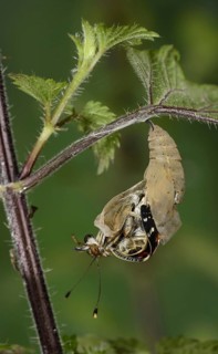 Painted painted lady