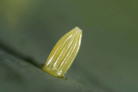 Egg of the small white