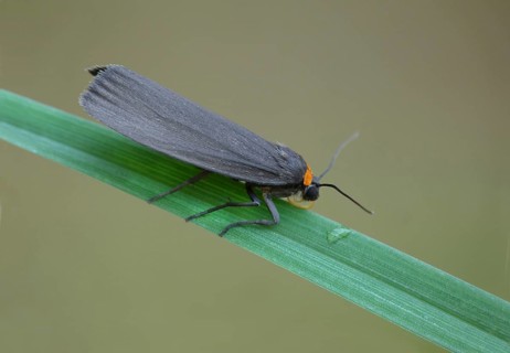 Red-necked footman