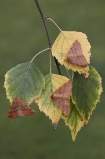 Feathered thorn