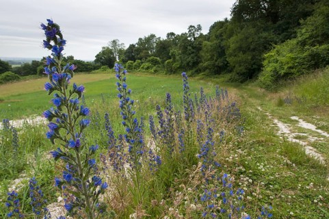 Viper's bugloss