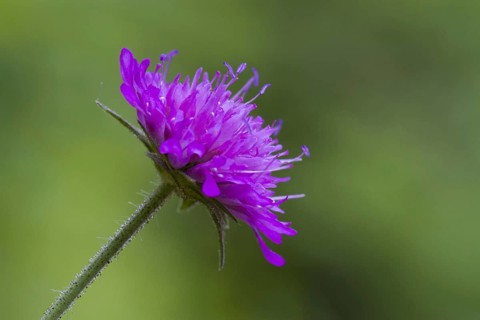 Wood cabbage