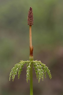 Wood horsetail