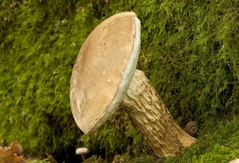 Bitter Bolete