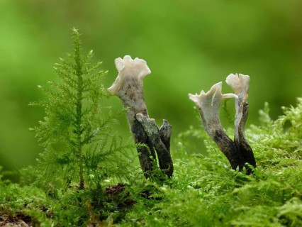 Candle-snuff Fungus