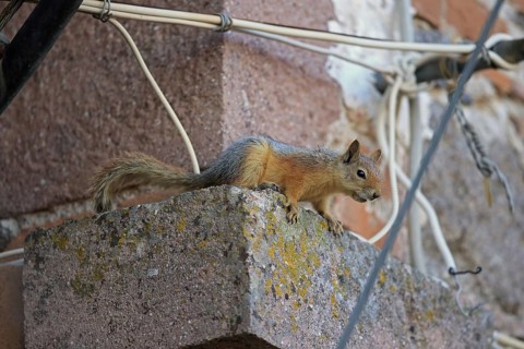 Persian Squirrel