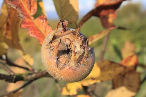 Medlar
