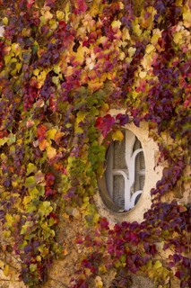 Virginia virginia creeper