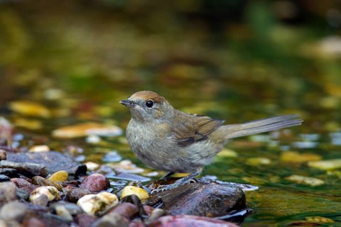 Blackcap