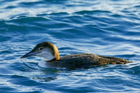 Great northern loon