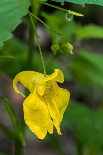 Touch-me-not balsam