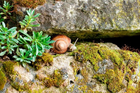 Roman snail