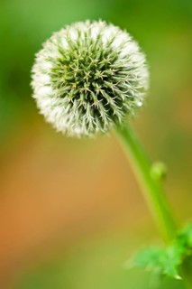 Tall globe thistle