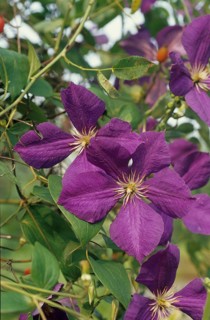 Clematis