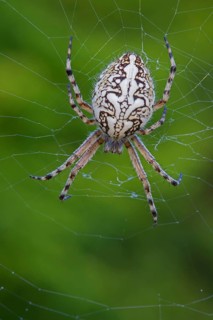 European garden spider
