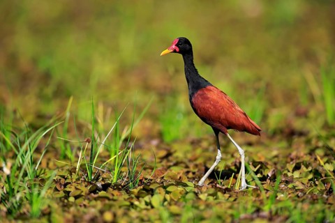 Wattled jacana