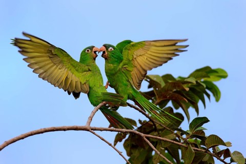 Blue-crowned Parakeet
