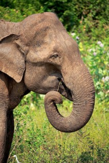 Sri lankan elephant