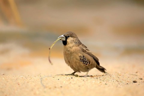 Sociable Weaver