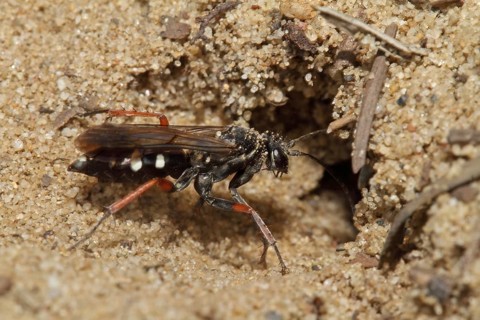 Red-legged spider wasp